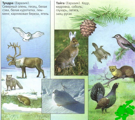 Природное сообщество тайга. Природное сообщество тундры. Природные зоны и природные сообщества. Сообщество природной зоны. Природные зоны Тайга и тундра.